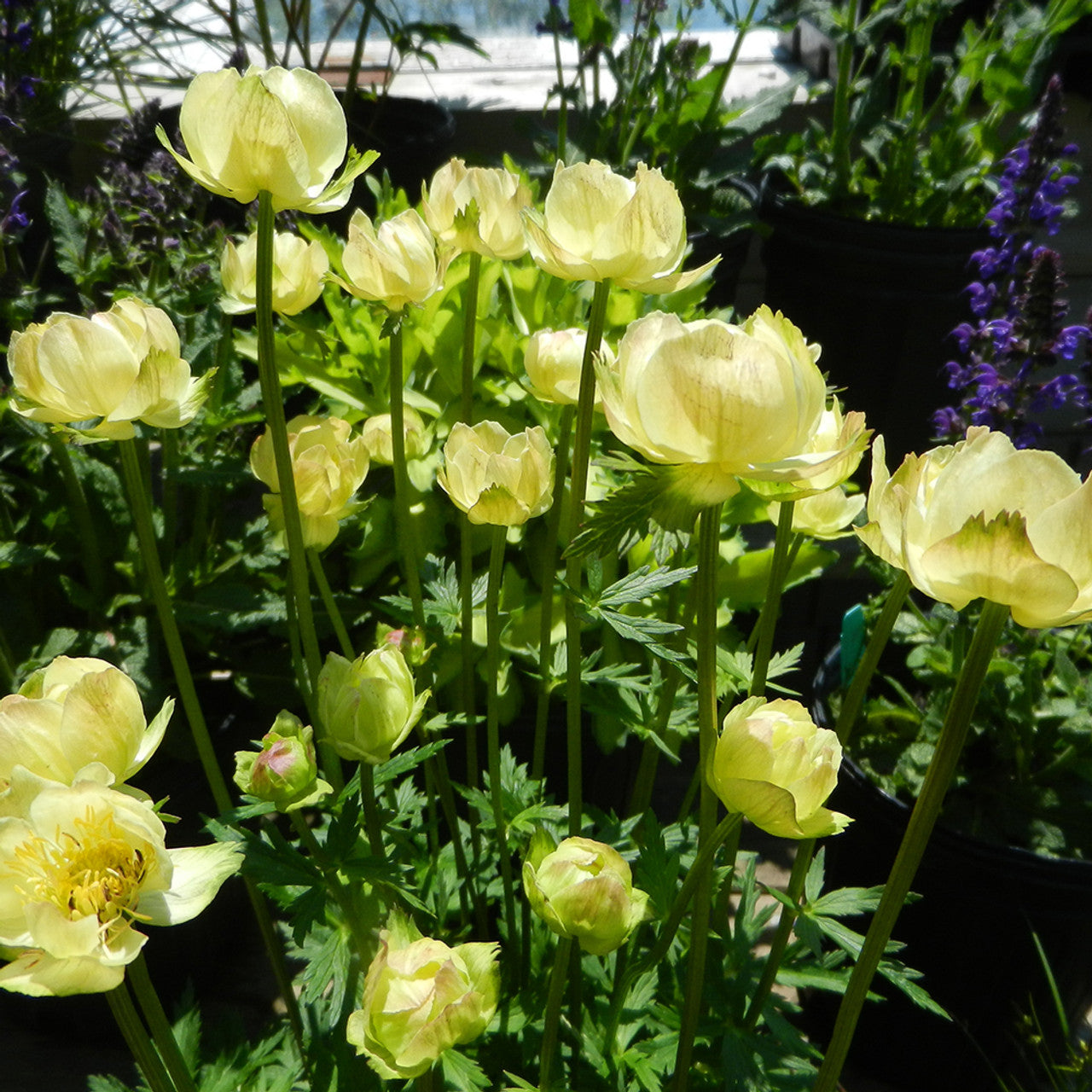Kogelbloem(Trollius 'New Moon') - Tuinplanten