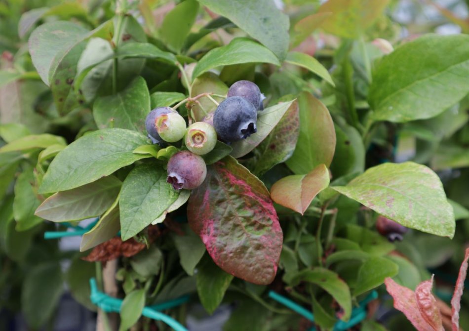 Klimplant Vaccinium corymbosum 'Flamingo' (Blauwe bes) -