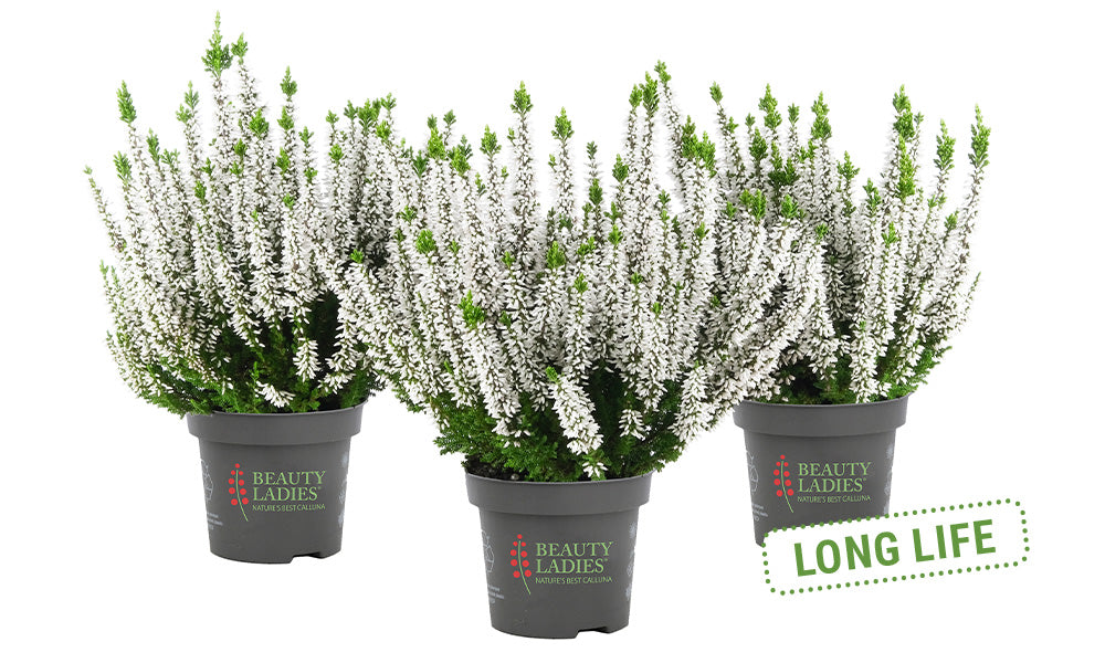 Heide / Calluna vulgaris 'Beauty Ladies Vivienne' - Wit