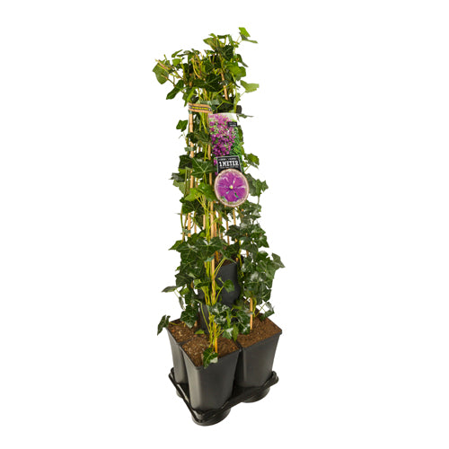 Hedera-Clematis mix haag 1 meter (Etoile Violette) -