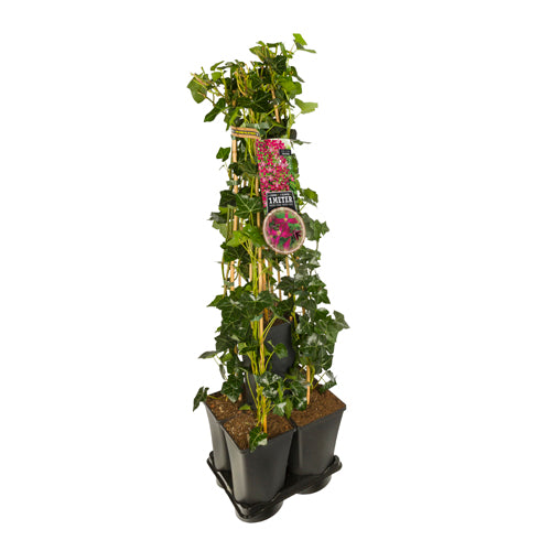 Hedera-Clematis mix haag 1 meter (M.J. Correvon) -