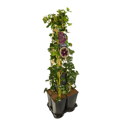 Hedera-Clematis mix haag 1 meter (Warszawska Nike) -