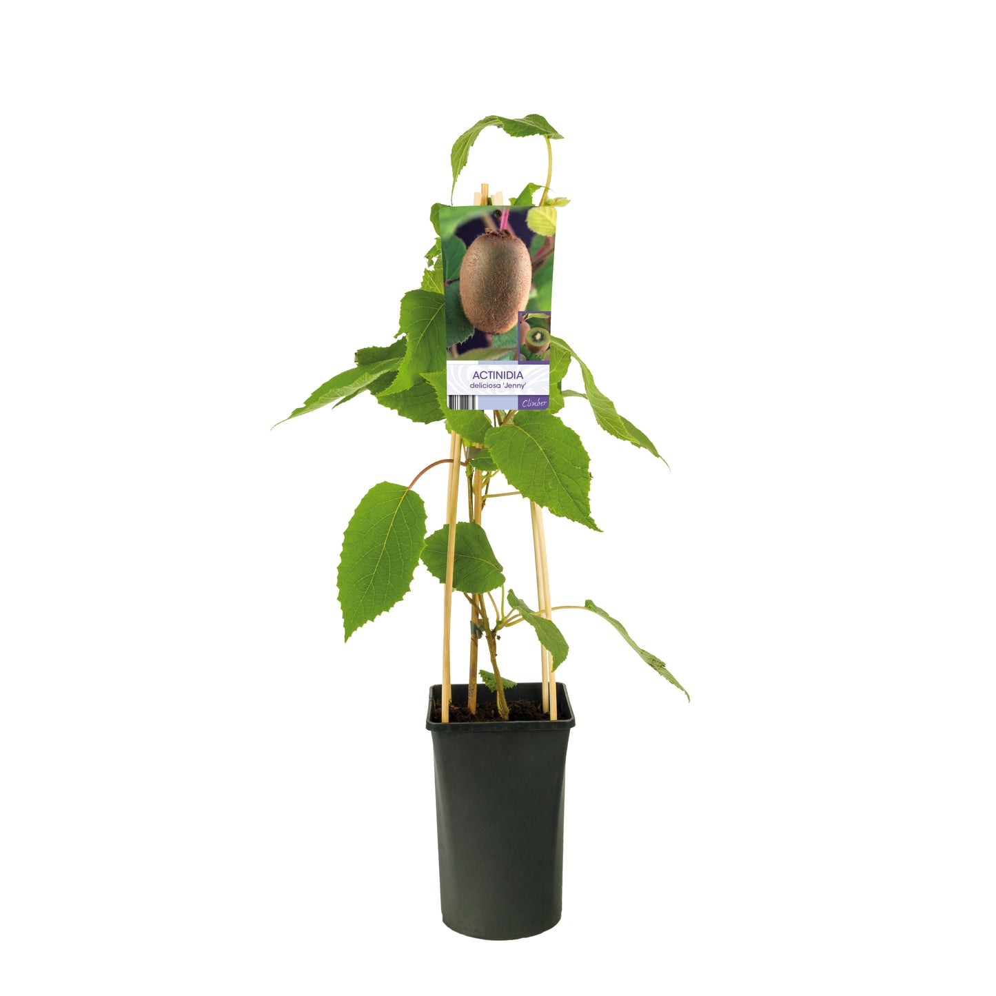 Klimplant Actinidia deliciosa 'Jenny' (Kiwi) -