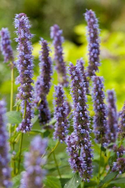Borderpakket voor vlinders en bijen (1,5m2) - Tuinplanten