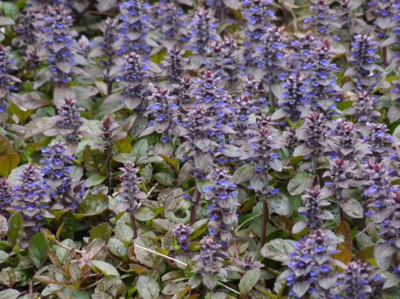 Borderpakket voor bijen (1,5m2) - Tuinplanten