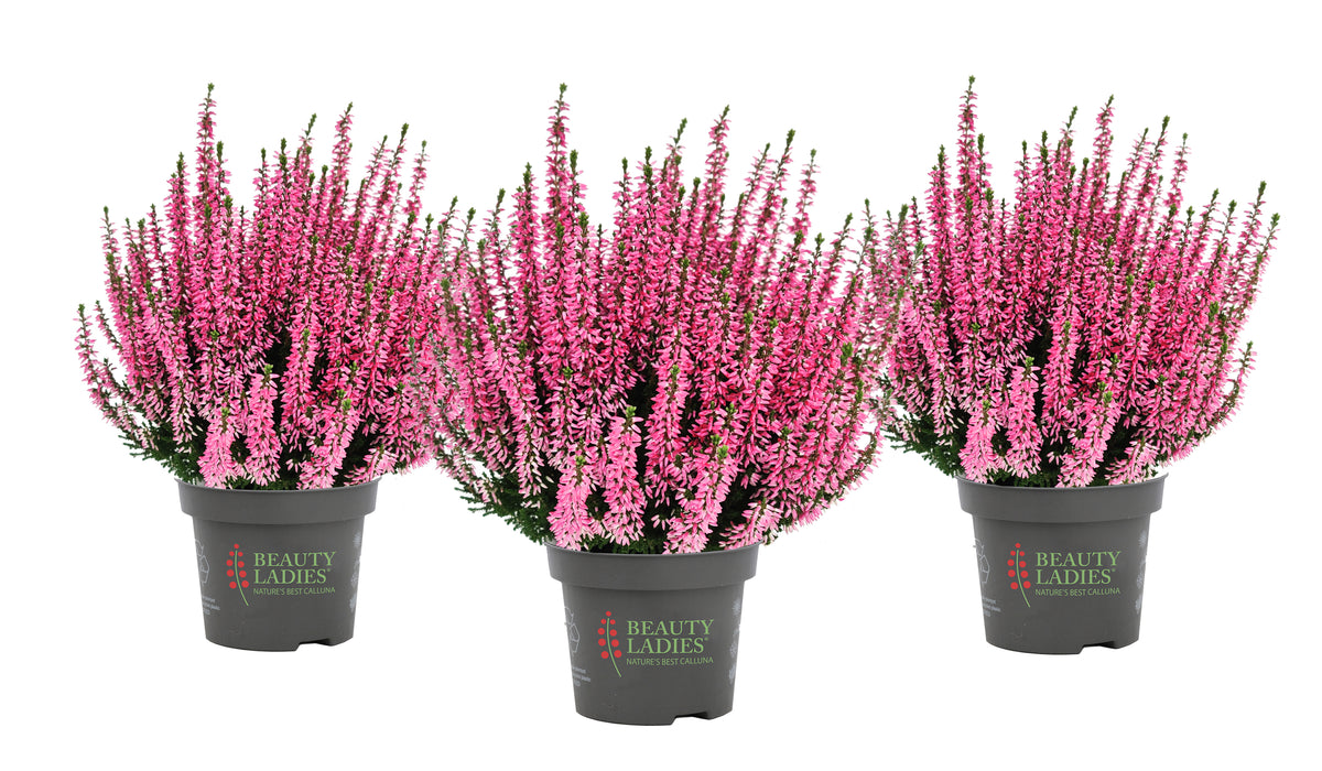 Heide / Calluna vulgaris 'Beauty Ladies Marica' - Roze