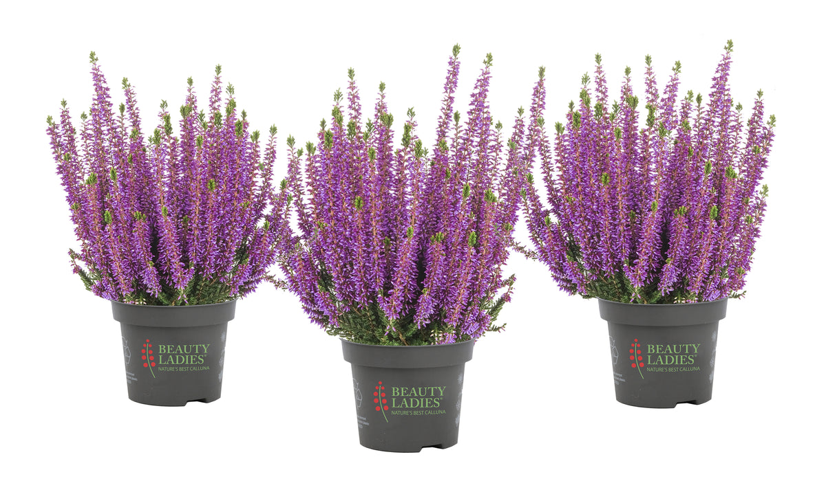 Heide / Calluna vulgaris 'Beauty Ladies Lyna' - Paars