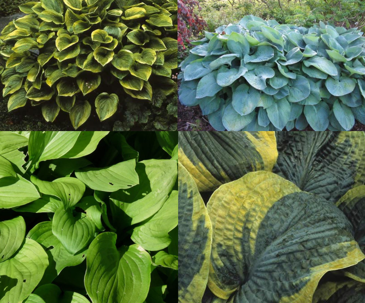 Borderpakket Hosta's (1m2) - Tuinplanten