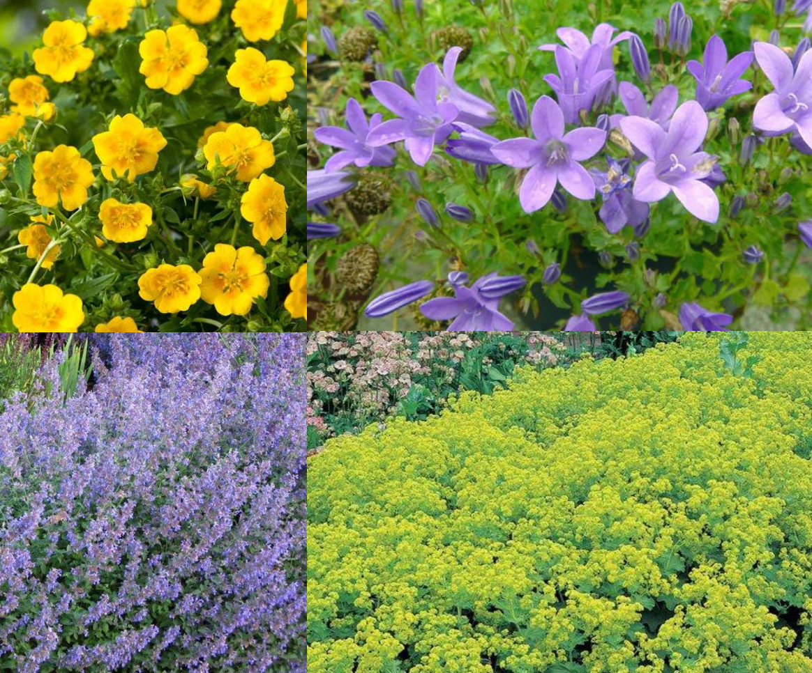 Borderpakket kleurrijke bodembedekkers (1,5m2) - Tuinplanten