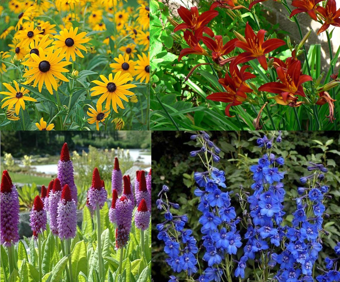 Borderpakket langbloeiende mix (1m2) - Tuinplanten