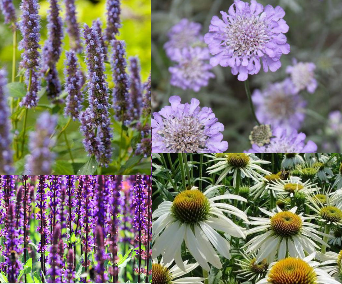 Borderpakket voor vlinders en bijen (1,5m2) - Tuinplanten