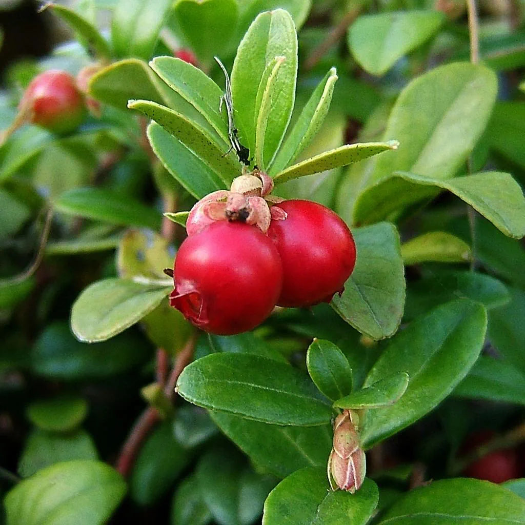 Klimplant Vaccinium macrocarpon 'Pilgrim' (Veenbes) -