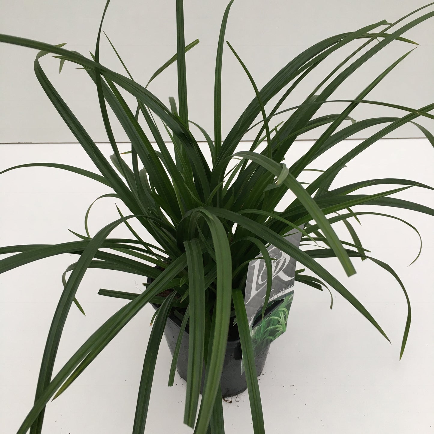 Zegge (Carex morrowii Irish Green) - Tuinplanten
