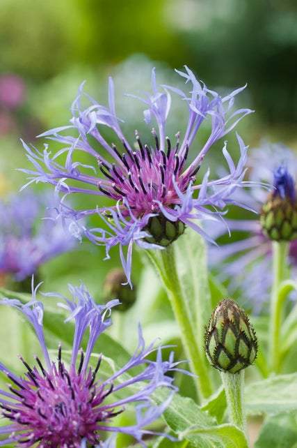 Borderpakket voor vlinders (1,5m2) - Tuinplanten