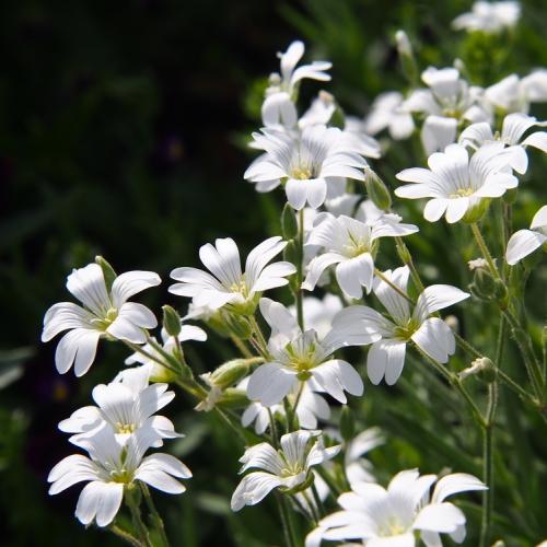 Borderpakket kleurrijke mix (3,5m2) - Tuinplanten