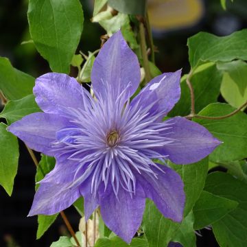 Klimplant Clematis ‘Viva La Vida’ PBR (Bosrank) -