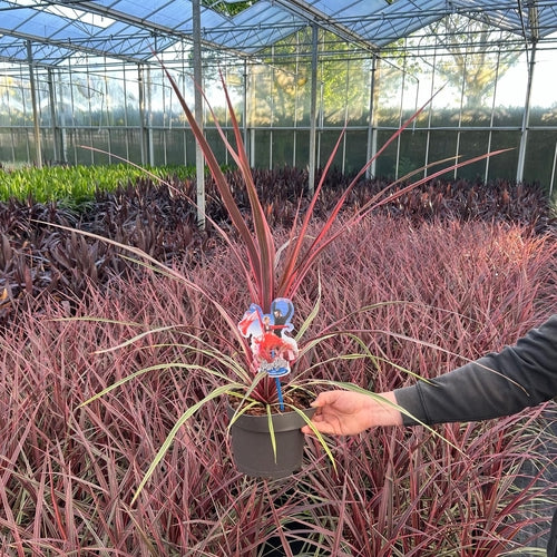 Cordyline (Cordyline australis Can Can) - Exotische planten