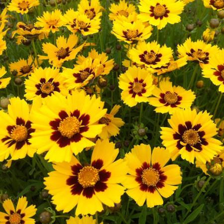 Borderpakket zomers geel/oranje (3,5m2) - Tuinplanten