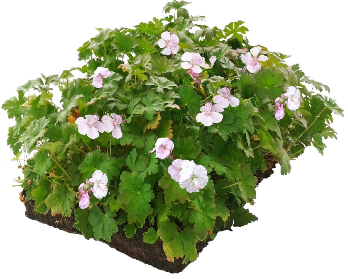 Bodembedekker Geranium - Plantenmat (57x38cm) -