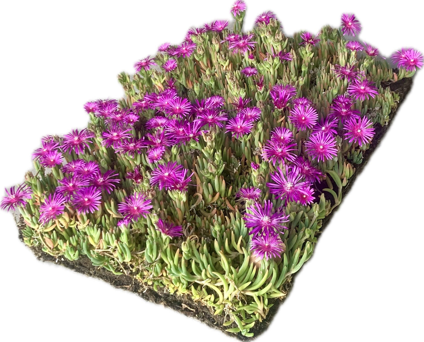 Bodembedekker Delosperma cooperi - Plantenmat (57x38cm) -