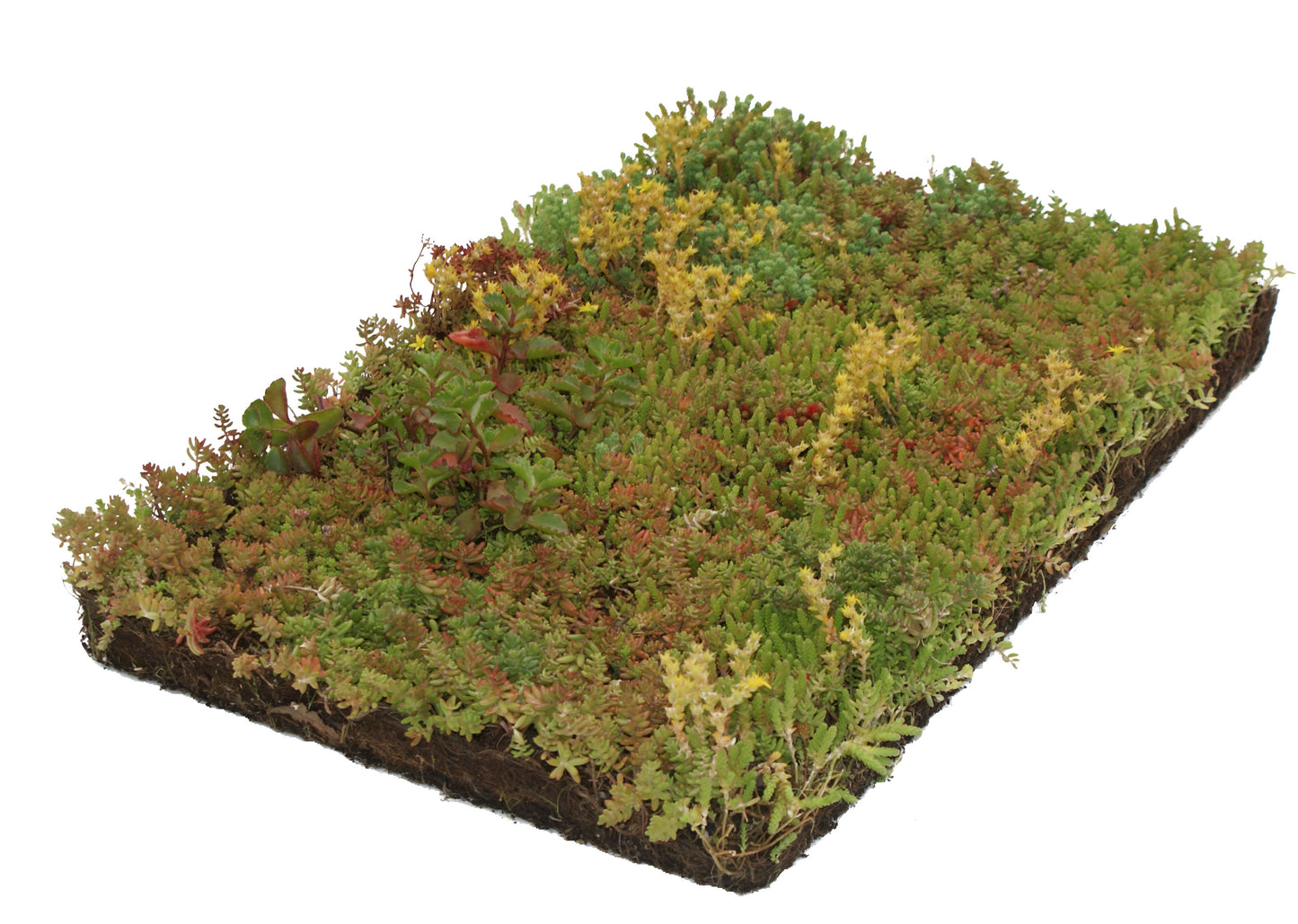Bodembedekker Sedum - Plantenmat (57x38cm) -