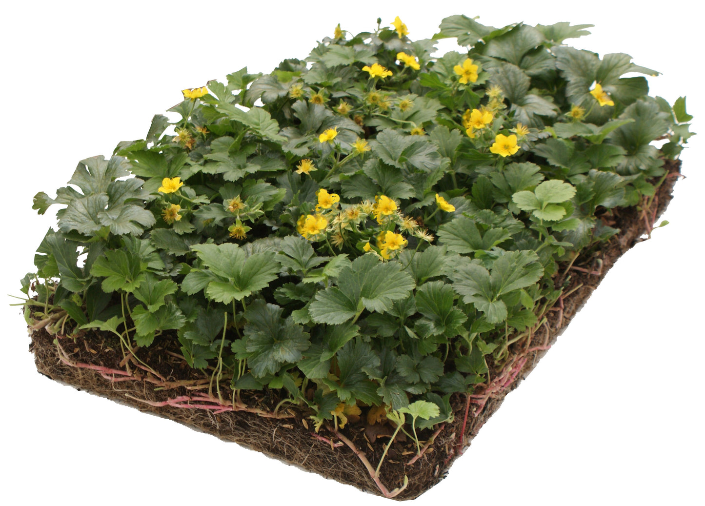 Bodembedekker Waldsteinia - Plantenmat (57x38cm) -