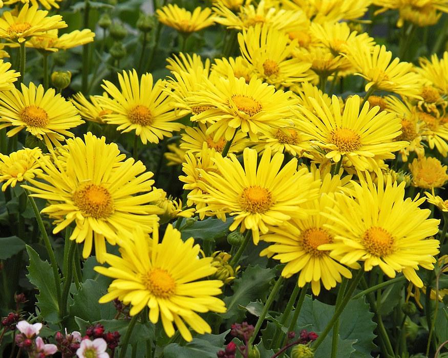 Borderpakket zomers geel/oranje (3,5m2) - Tuinplanten