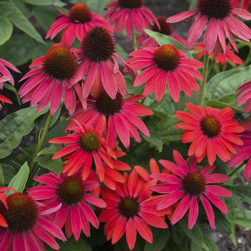 Borderpakket rood (3m2) - Tuinplanten