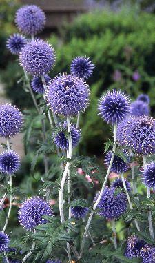 Borderpakket paars/blauw (1,5m2) - Tuinplanten