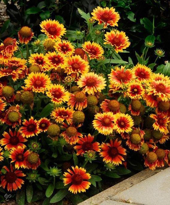 Borderpakket zomers geel/oranje (3,5m2) - Tuinplanten