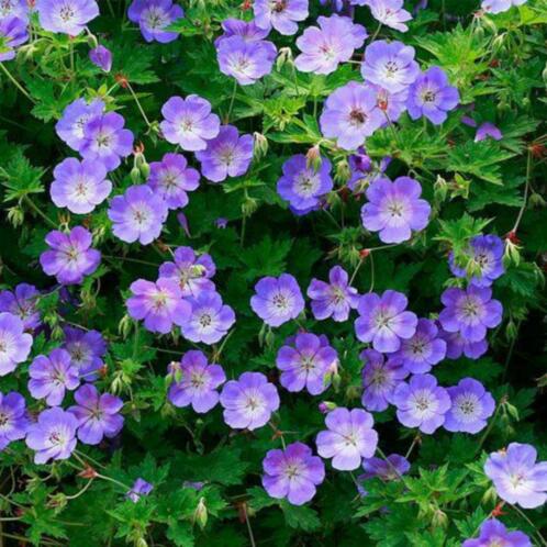 Borderpakket zeer lange bloeiers (3,5m2) - Tuinplanten