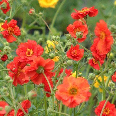 Borderpakket rood (3m2) - Tuinplanten