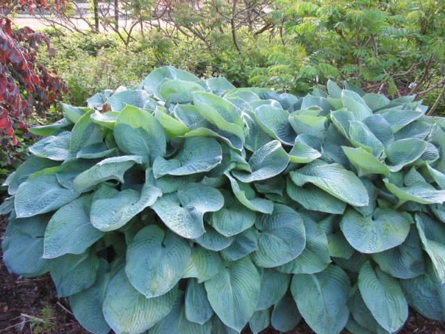 Borderpakket Hosta's (1m2) - Tuinplanten