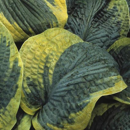 Borderpakket Hosta's (1m2) - Tuinplanten