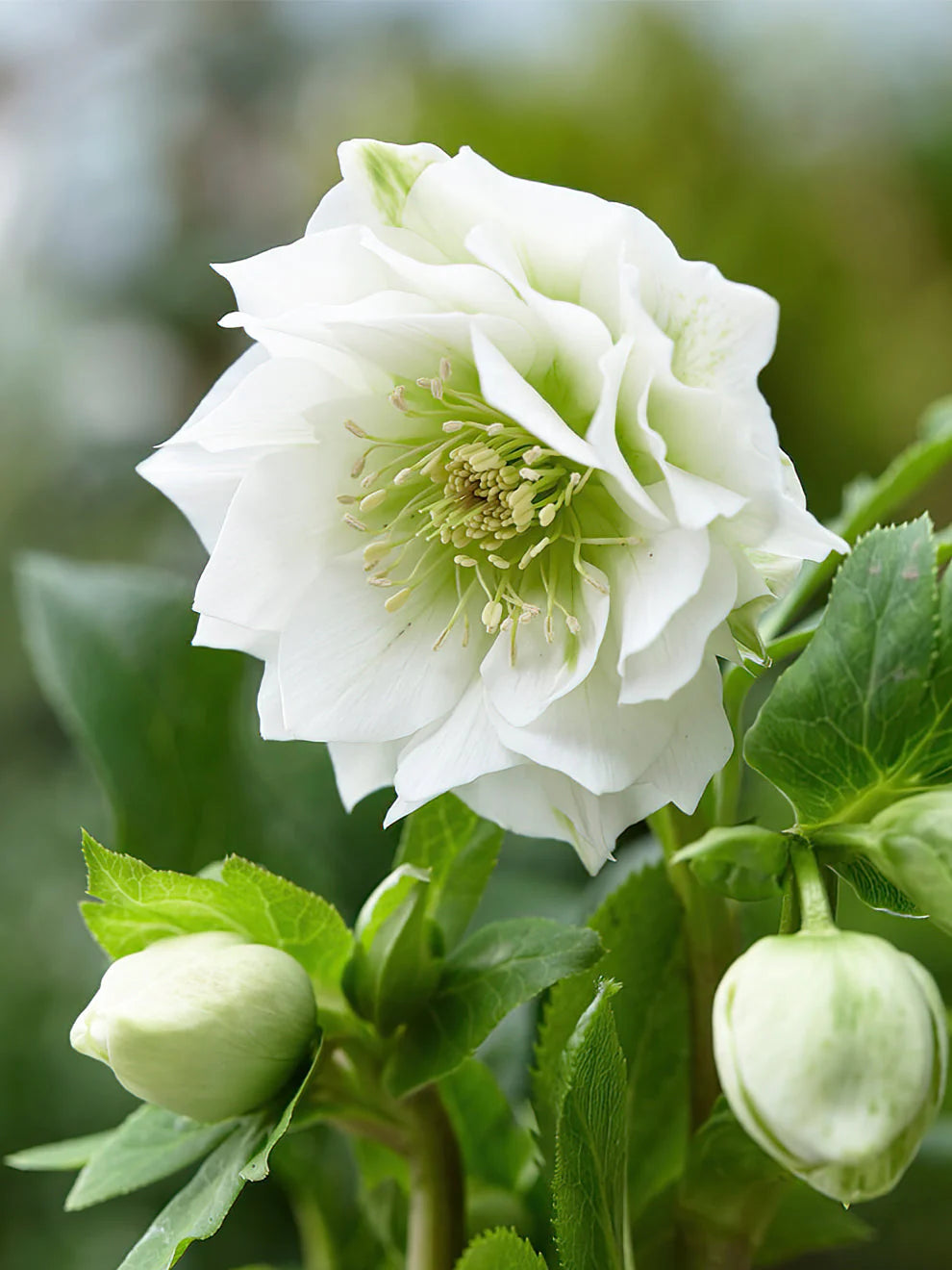 Stinkend nieskruid (Helleborus 'Double Crown') - Tuinplanten