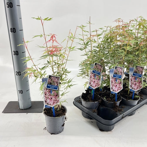 Japanse Esdoorn (Acer palmatum 'Iyoshi') - Japanse Esdoorn