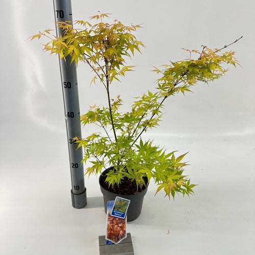 Japanse Esdoorn (Acer palmatum 'Katsura') - Japanse Esdoorn