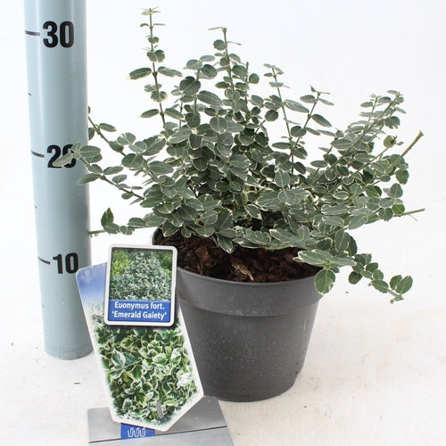 Kardinaalsmuts (Euonymus fortunei 'Emerald Gaiety') - Heesters