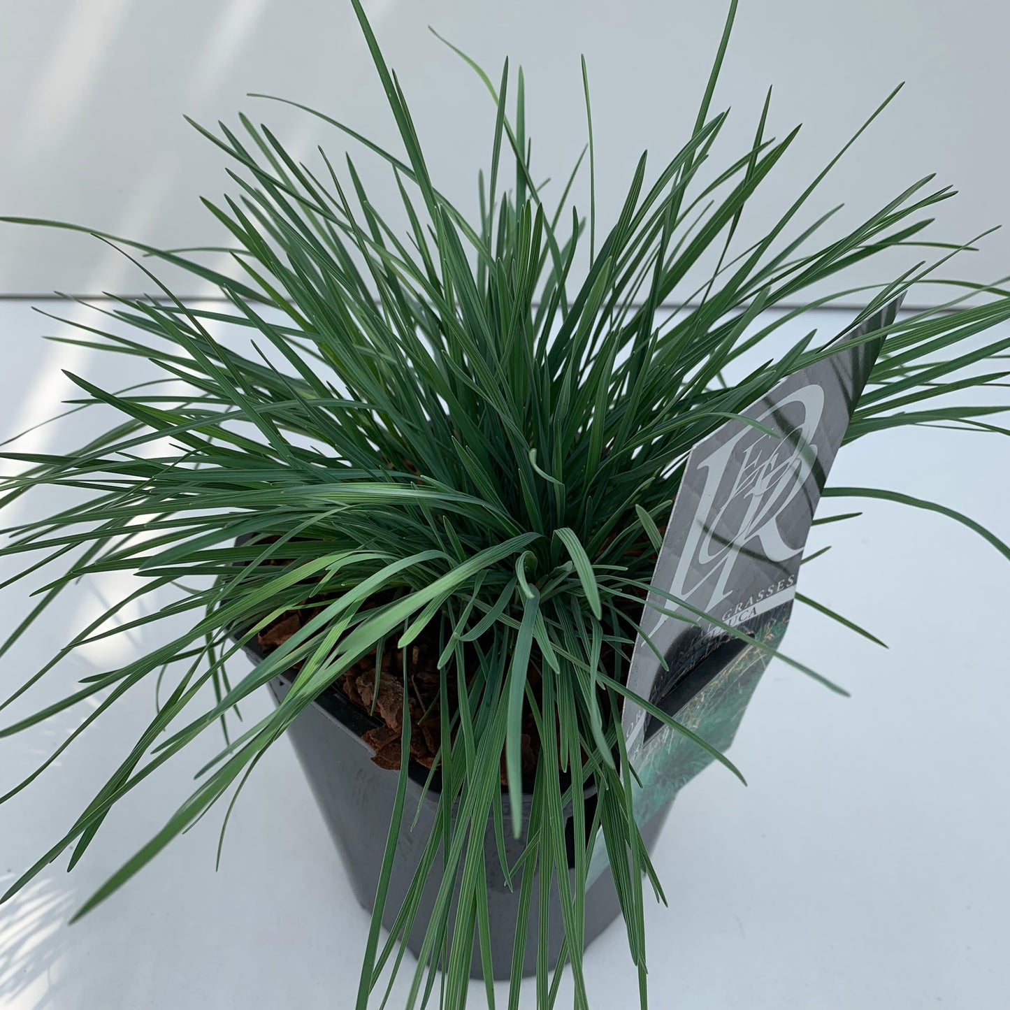 Fakkelgras (Koeleria glauca) - Tuinplanten