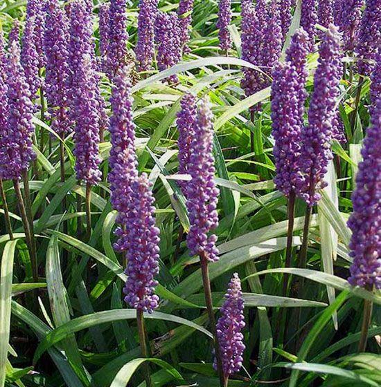 Borderpakket siergrassen groenblijvend (1m2) - Tuinplanten