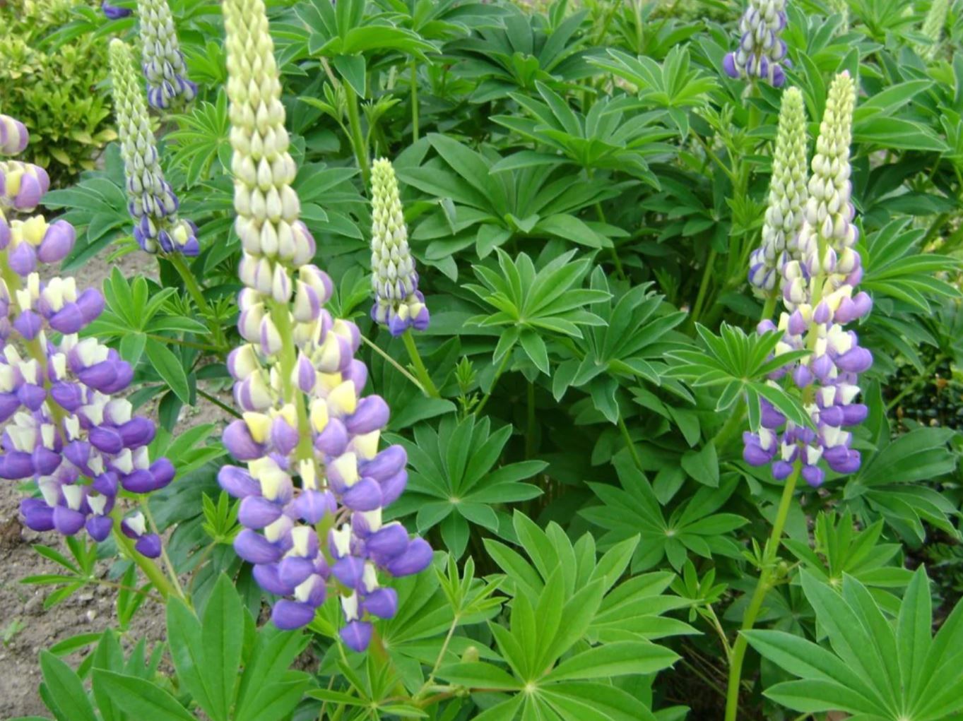 Borderpakket paars/blauw (1,5m2) - Tuinplanten