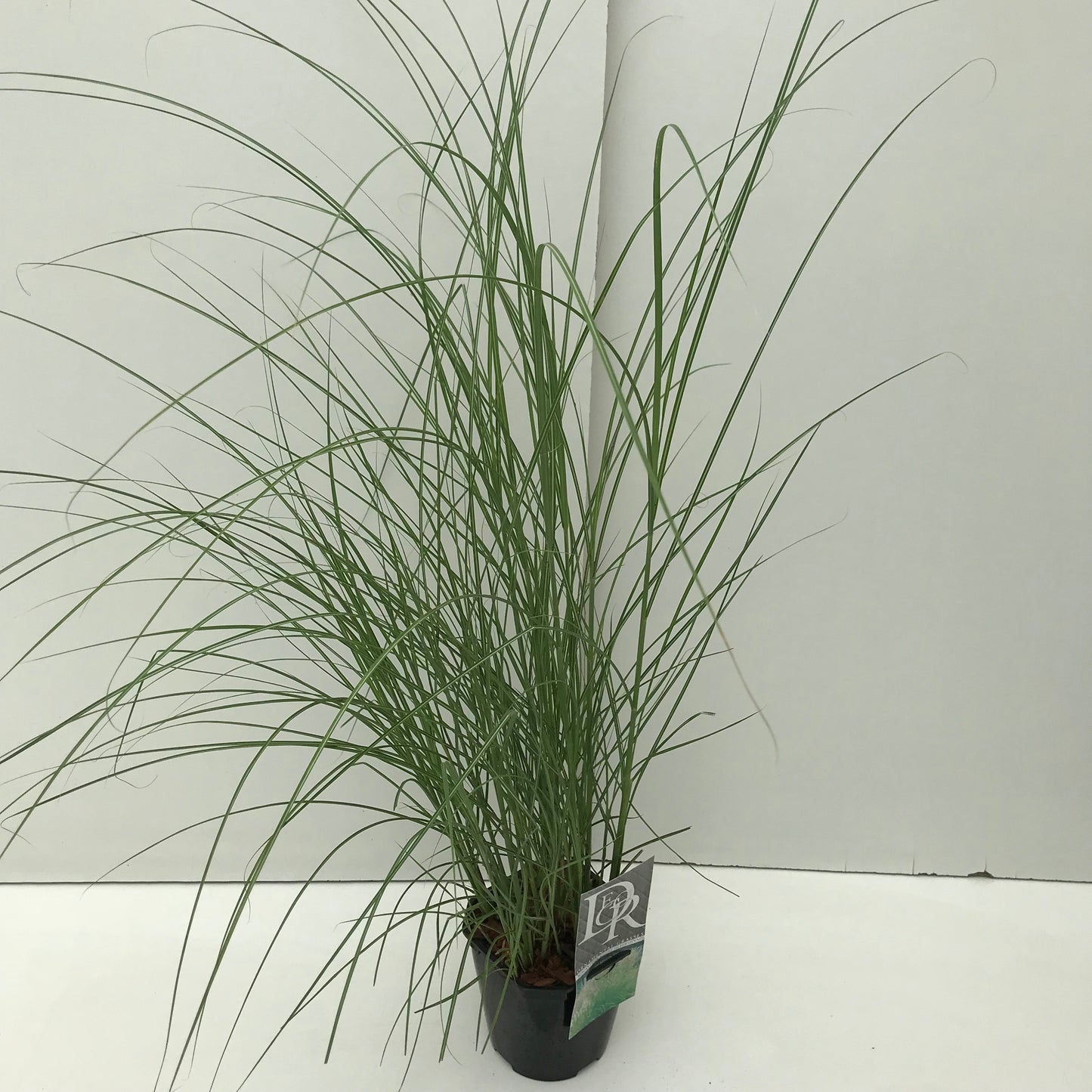 Prachtgriet (Miscanthus sin."Kleine Silberspinne") - Tuinplanten