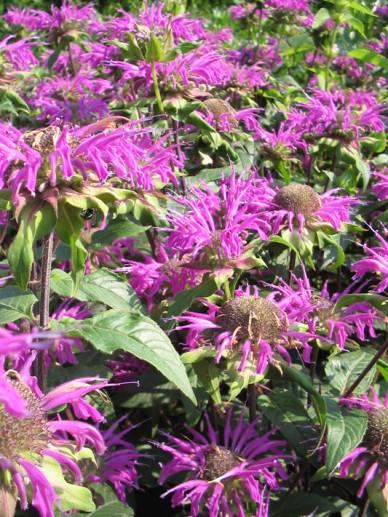 Borderpakket paars/blauw (1,5m2) - Tuinplanten