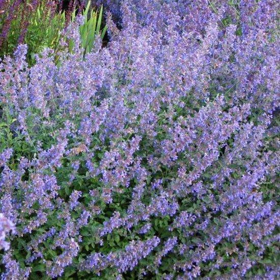 Borderpakket voor vlinders (1,5m2) - Tuinplanten