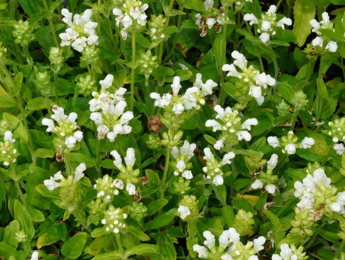 Borderpakket fantasie (1,5m2) - Tuinplanten