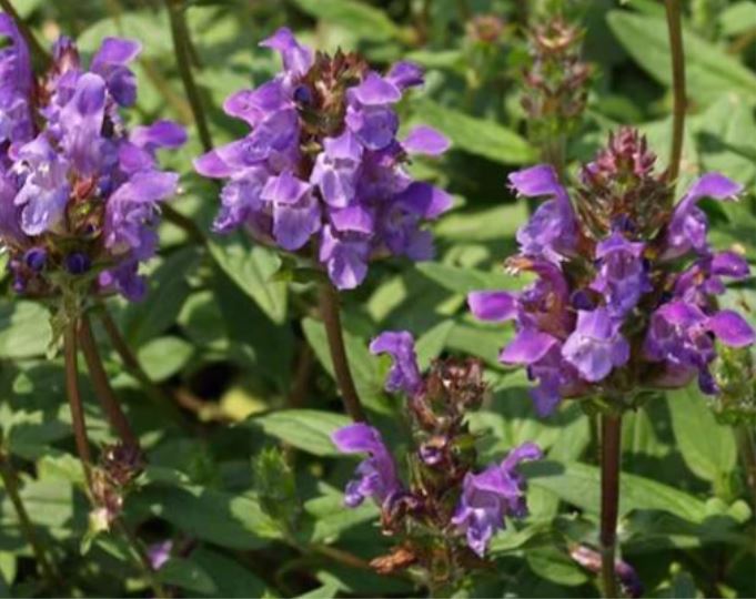 Borderpakket voor bijen (1,5m2) - Tuinplanten