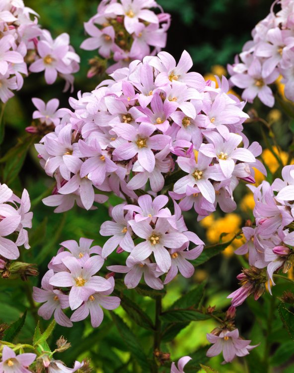 Celtisbladig klokje (Campanula lactiflora 'Loddon Anna') - Tuinplanten
