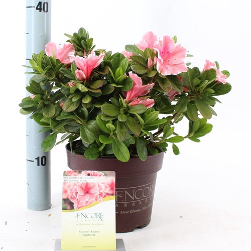 Rhododendron (Rhododendron ENCORE® Sunburst) - Rhododendron