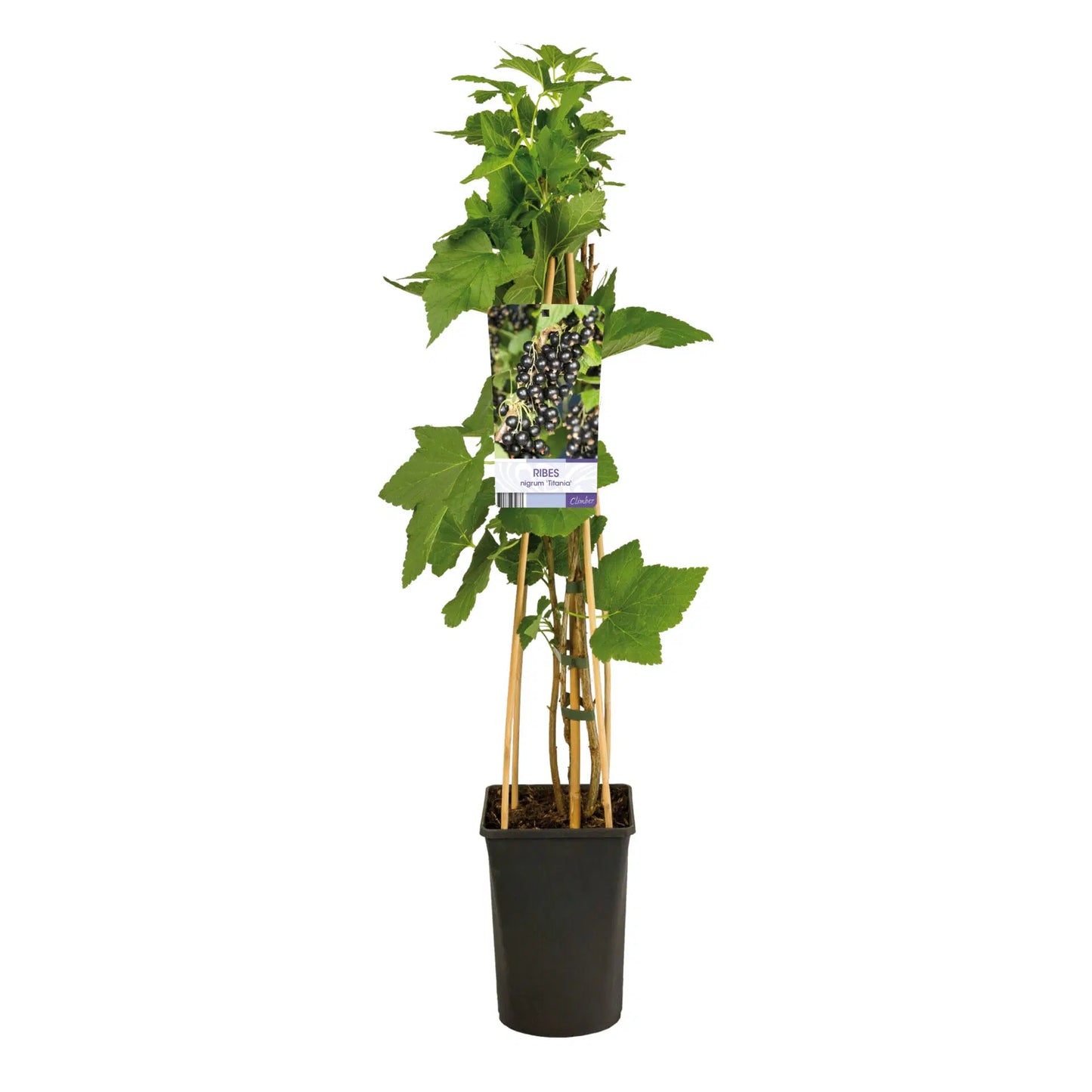Klimplant Ribes nigrum 'Titania' (Zwarte bes) -