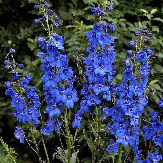 Borderpakket paars/blauw (1,5m2) - Tuinplanten